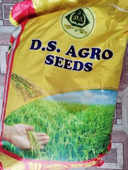 Paddy Seed- PB 1718 ( DS AGRO SEEDS)