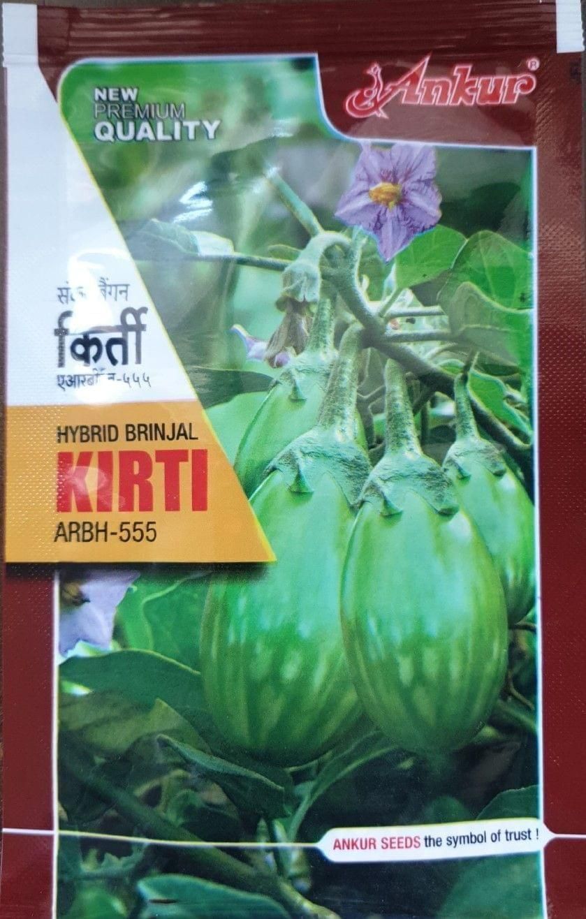 Hybrid brinjal Kirti ARBH-555