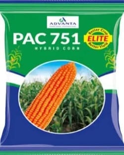 PAC 751 Hybrid corn