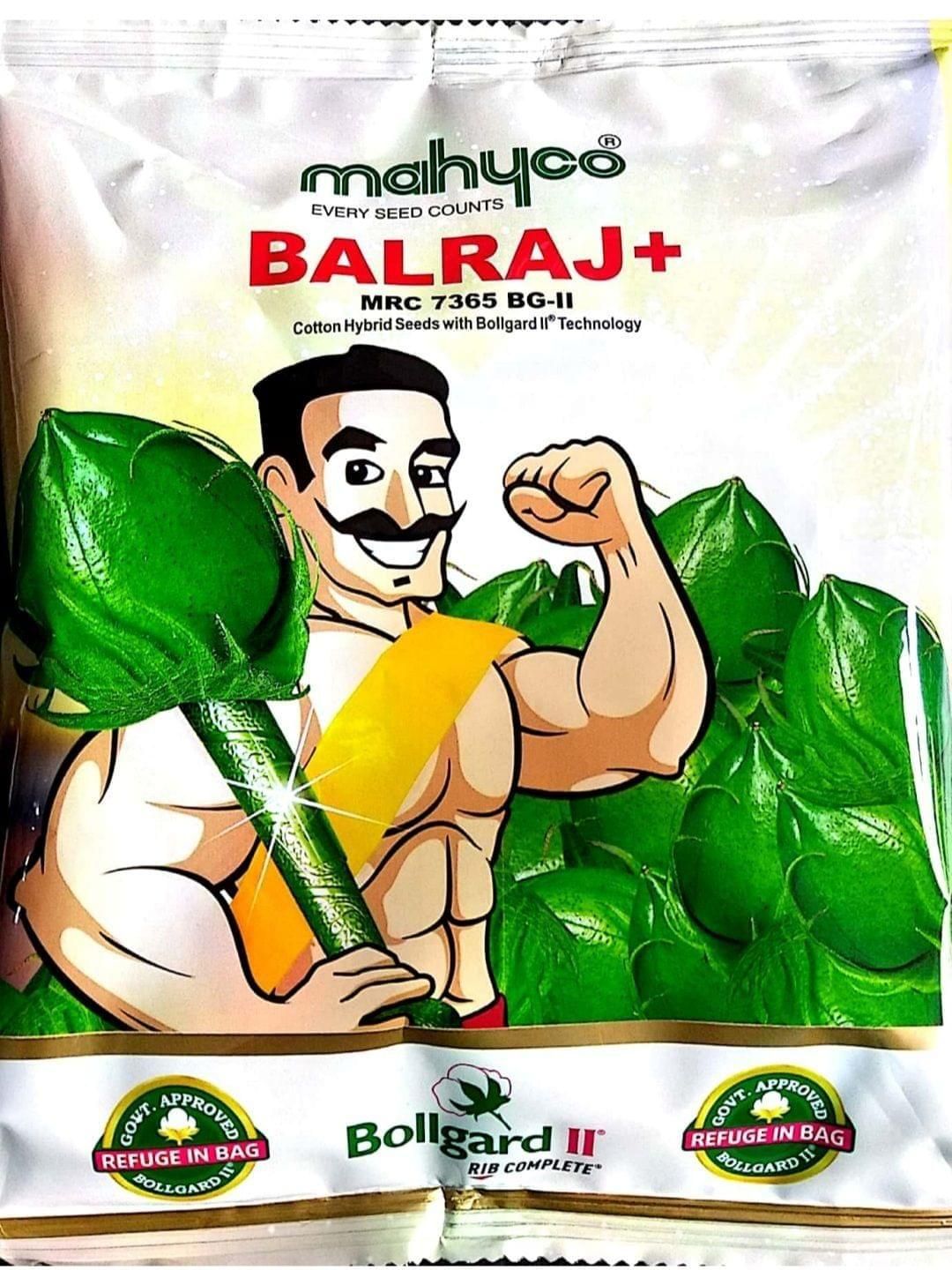 Balraj + (MRC 7365 BG II)