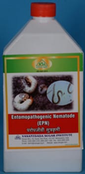 Entomopathogenic Nematode (EPN)