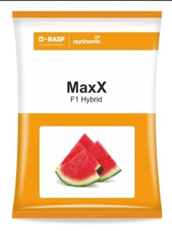 Maxx Watermelon F1 Hybrid