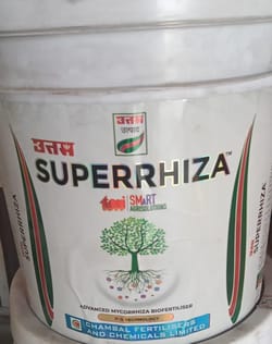 Superrhiza