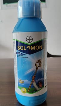 Solomon