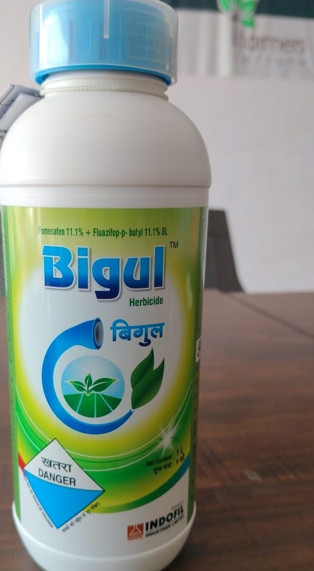 Bigul