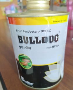 Bulldog