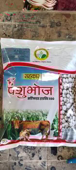 Sorghum (CSH-24MF)