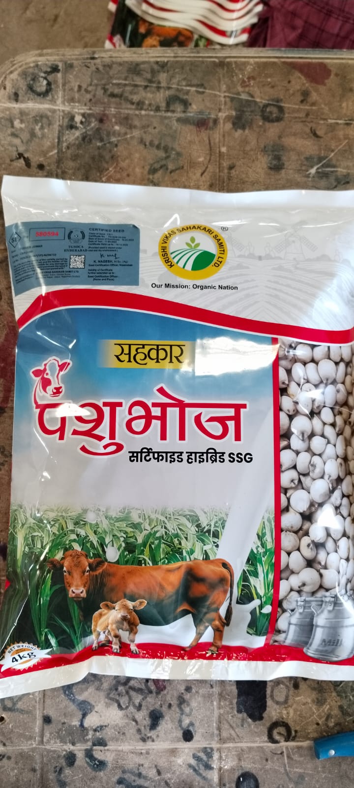 Sorghum (CSH-24MF)